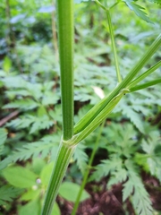 Anthriscus sylvestris