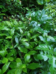 Lilium martagon