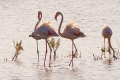 Phoenicopterus roseus