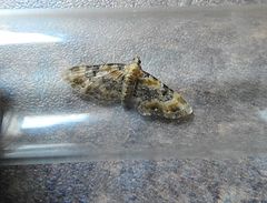 Eupithecia pulchellata