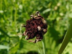 Microbotryum tragopogonis-pratensis