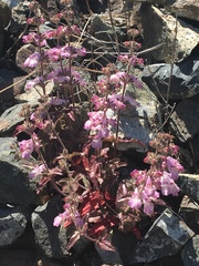 Collinsia tinctoria