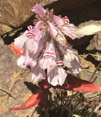Collinsia tinctoria