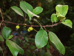 Ficus exasperata