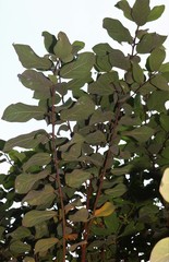 Ficus exasperata