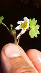 Ranunculus schmalhausenii