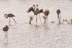 Phoenicopterus roseus