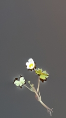 Ranunculus schmalhausenii