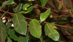 Ficus exasperata