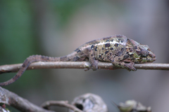 Calumma crypticum