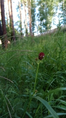 Sanguisorba officinalis