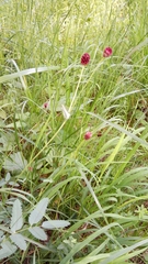Sanguisorba officinalis