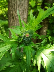 Carduus crispus