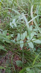 Sanguisorba officinalis
