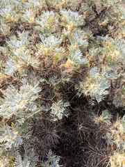 Astragalus arnacantha