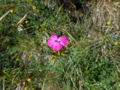 Dianthus balbisii