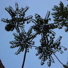 Zanthoxylum rhetsa