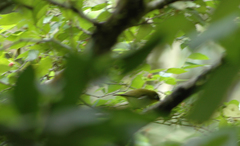 Zosterops maderaspatanus