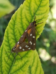 Dysauxes punctata