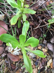 Coronidium boormanii