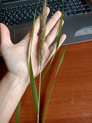 Phragmites australis