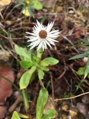 Coronidium boormanii