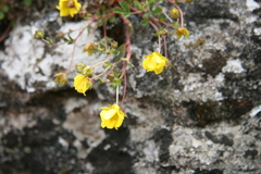 Potentilla incana