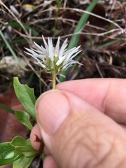 Coronidium boormanii