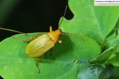 Cteniopinus