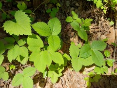Fragaria moschata