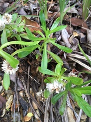 Coronidium boormanii