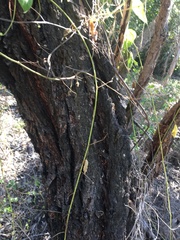 Eucalyptus crebra