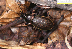 Carabus billbergi
