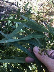 Eucalyptus crebra