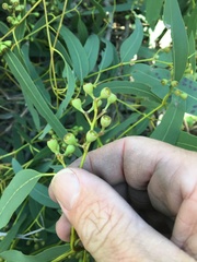 Eucalyptus crebra