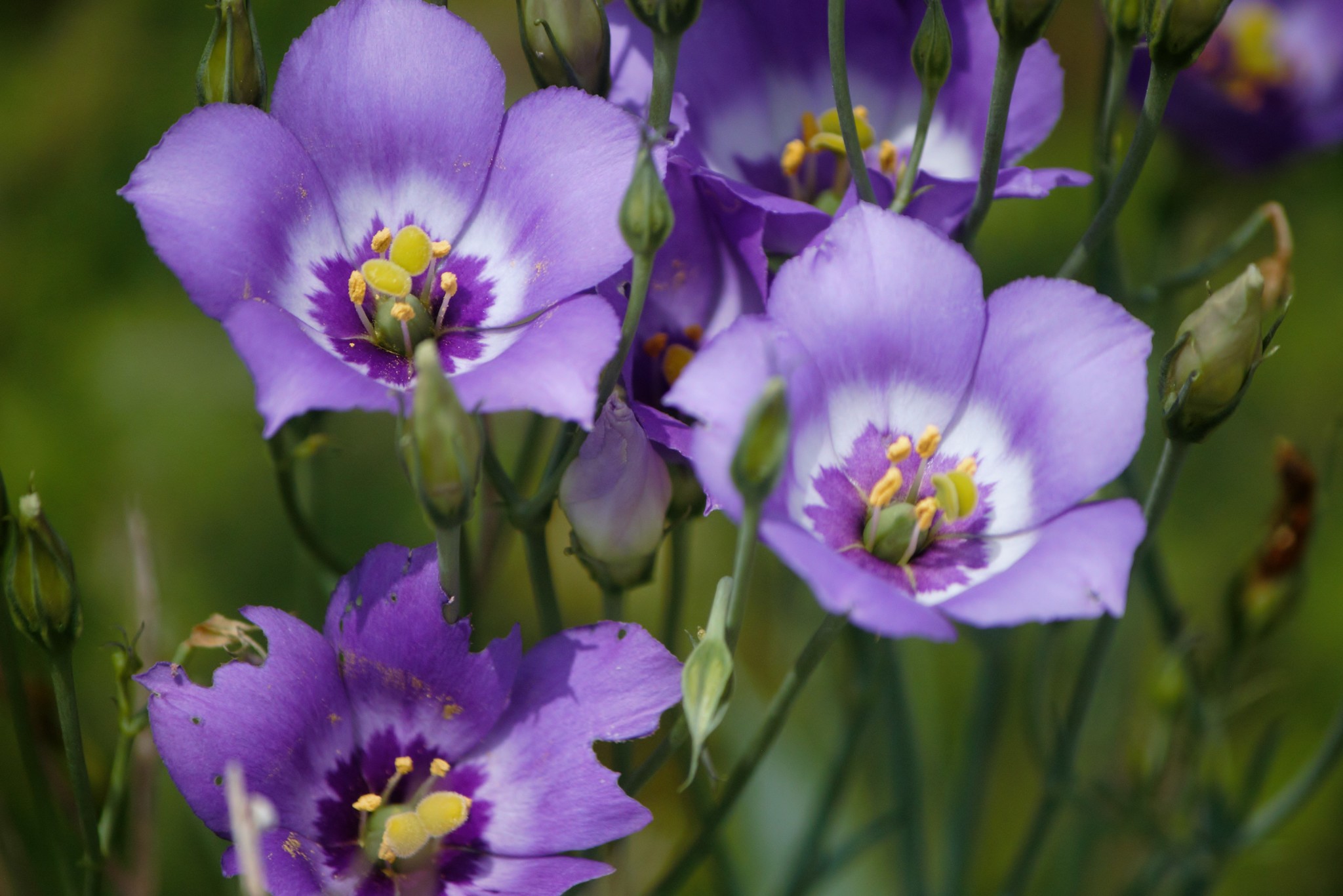 Eustoma
