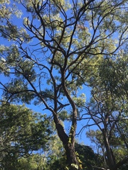 Eucalyptus crebra