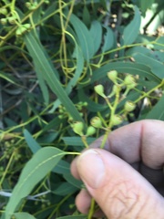 Eucalyptus crebra