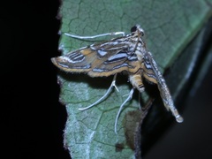Paracymoriza cataclystalis