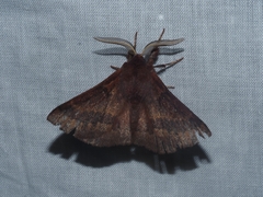 Anthela rubeola