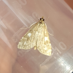 Udea olivalis