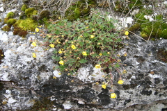 Potentilla incana