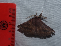 Anthela rubeola