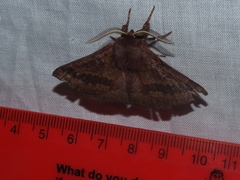 Anthela rubeola