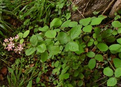 Rubus wirralensis