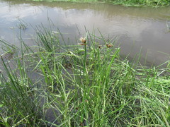Bolboschoenus planiculmis