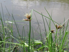 Bolboschoenus planiculmis