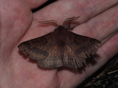 Anthela rubeola