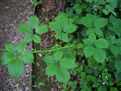 Rubus wirralensis