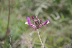 Astragalus vesicarius